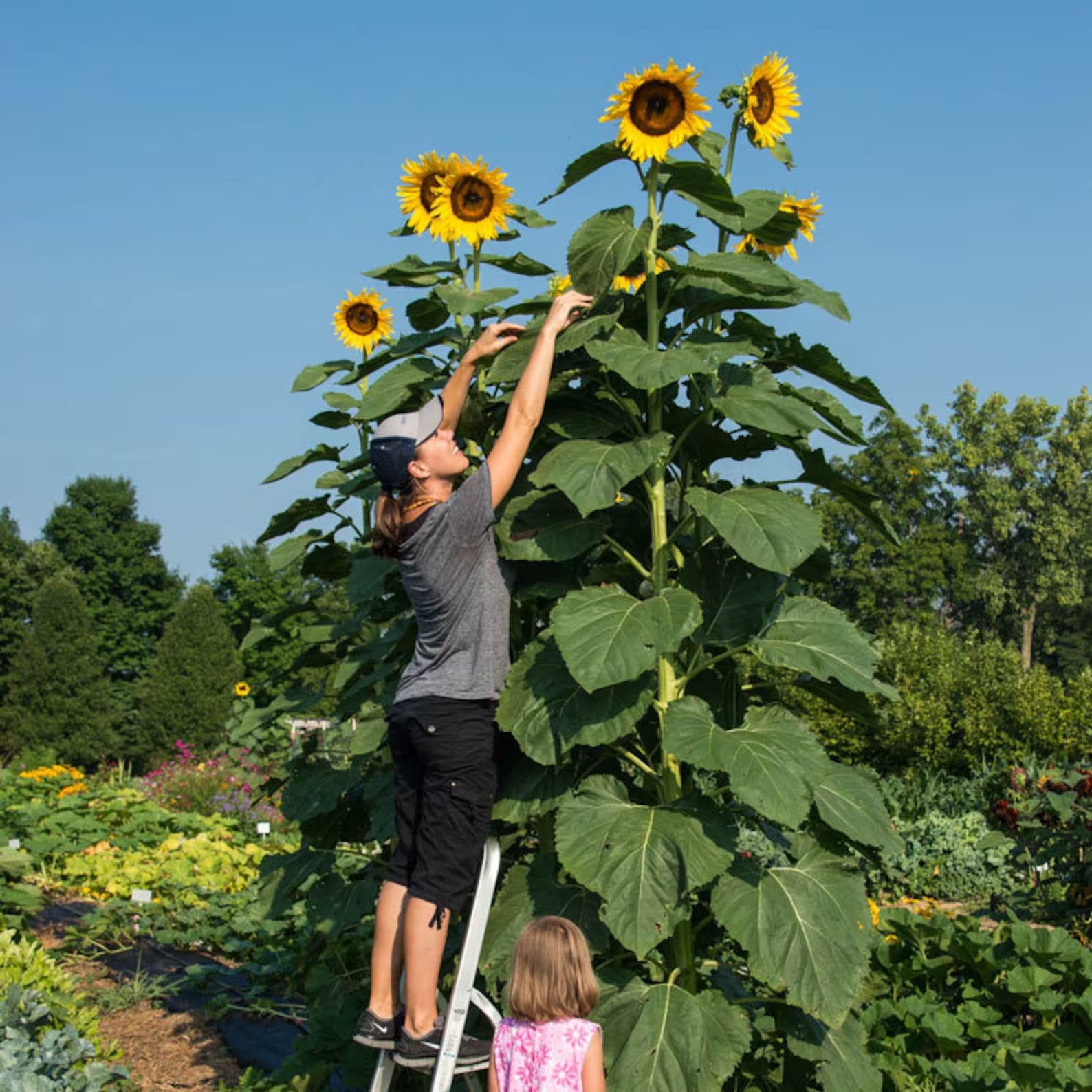 100 Giant sunflower Seeds for Gardening and Flowering hookupcart