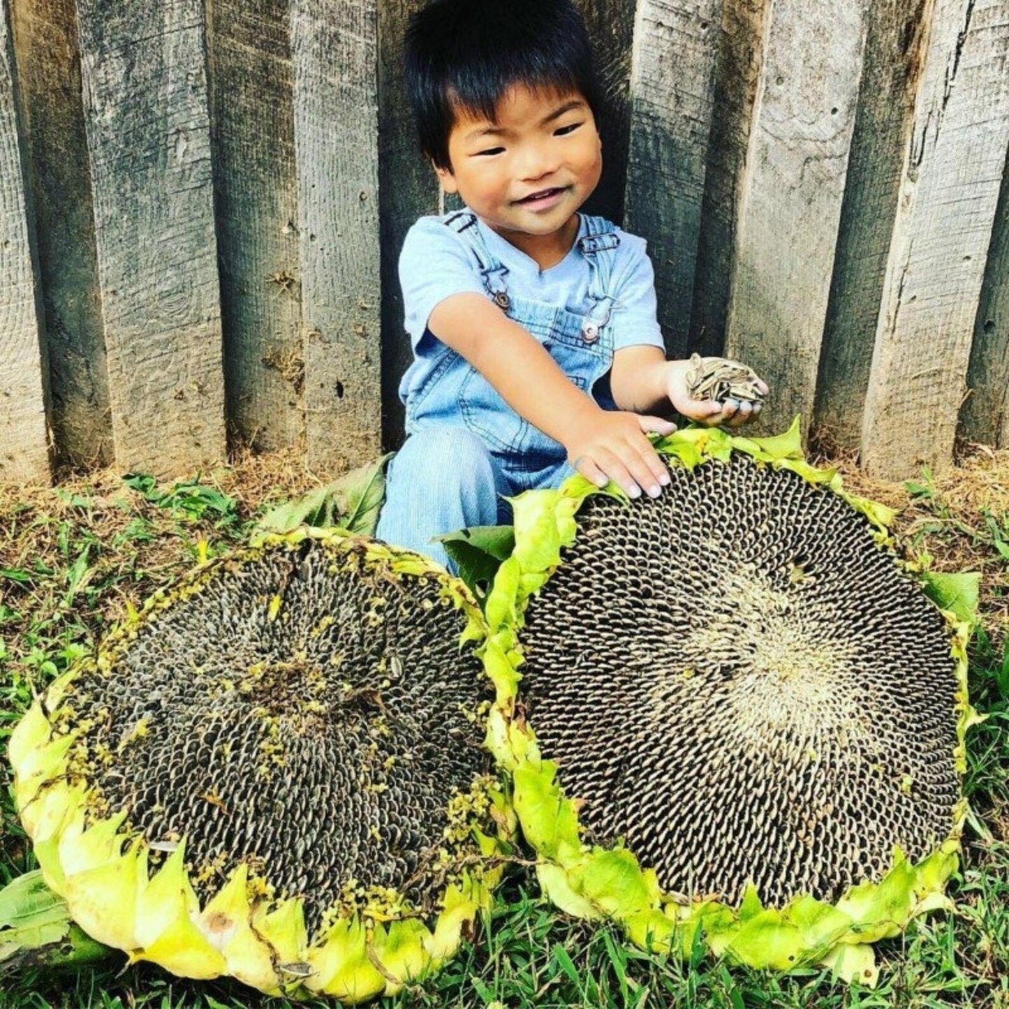 100 Giant sunflower Seeds for Gardening and Flowering hookupcart