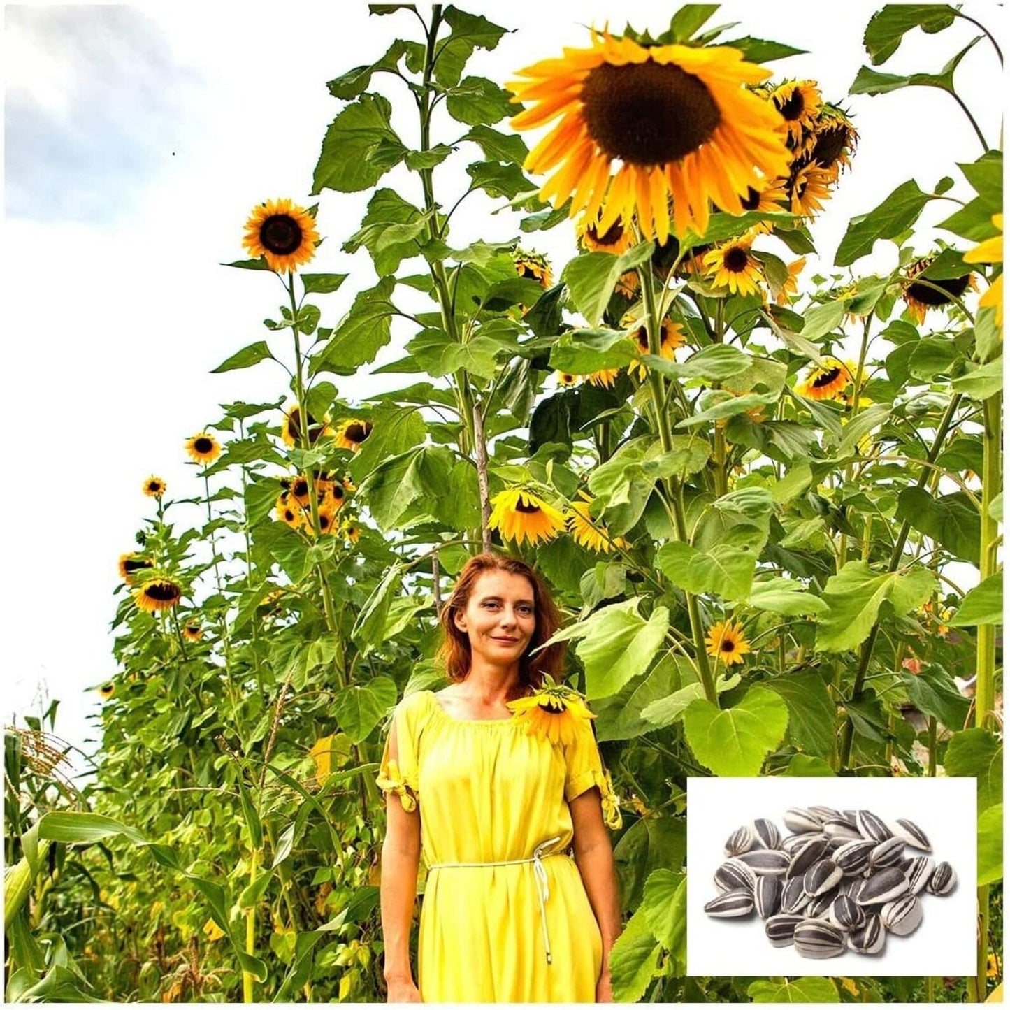 100 Giant sunflower Seeds for Gardening and Flowering hookupcart