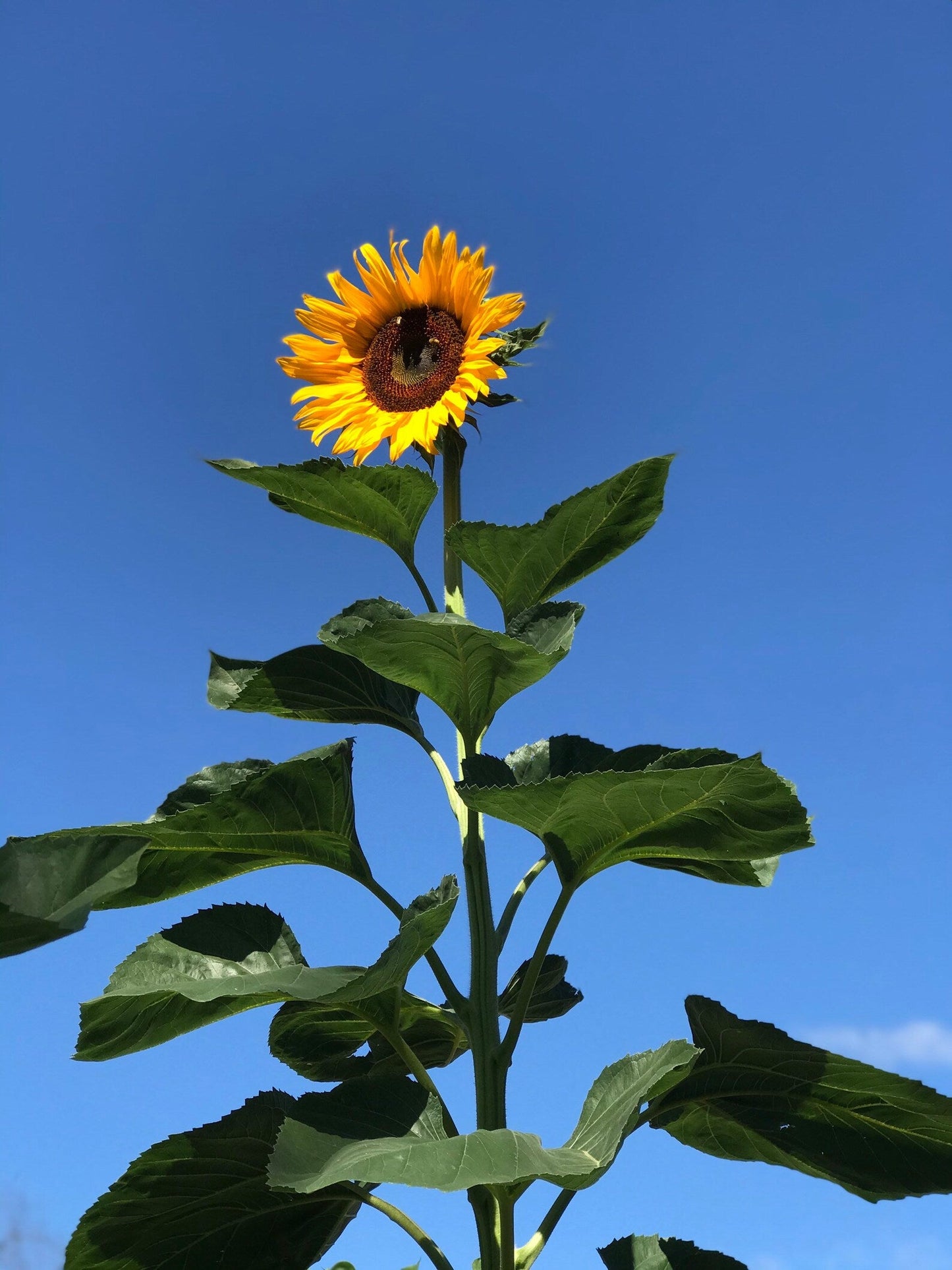 100 Giant sunflower Seeds for Gardening and Flowering hookupcart