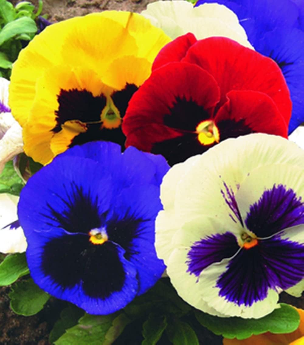 24 Different Hybrid flower Seeds Swiss Mix Perennial Flowers hookupcart