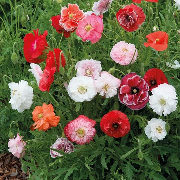 24 Different Hybrid flower Seeds Swiss Mix Perennial Flowers hookupcart