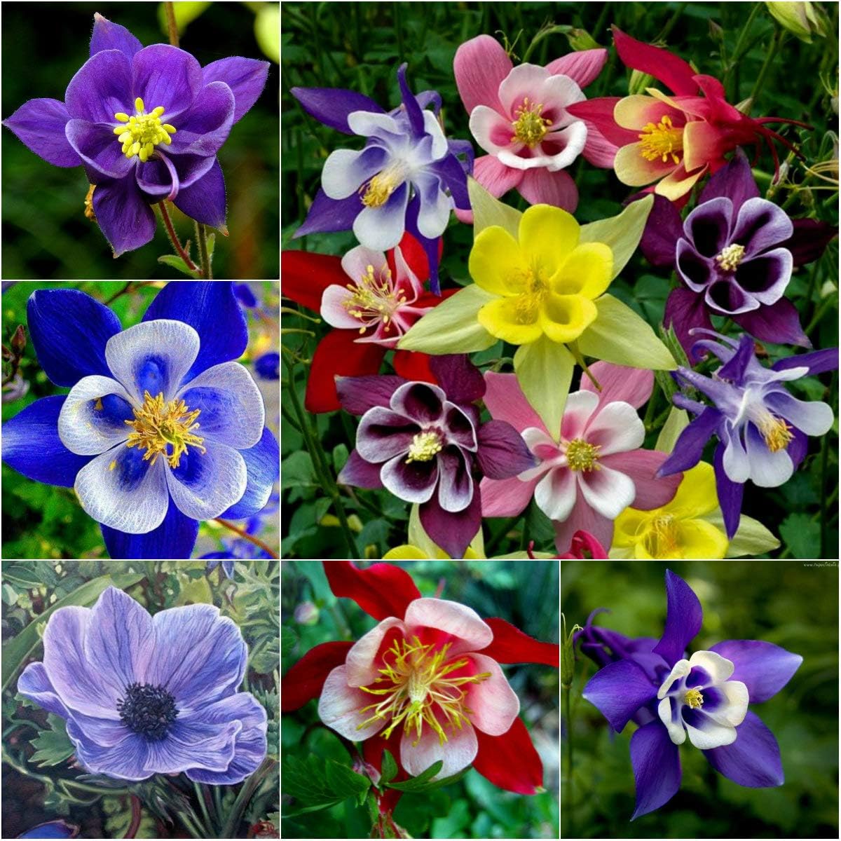 24 Different Hybrid flower Seeds Swiss Mix Perennial Flowers hookupcart