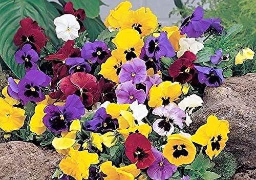 24 Different Hybrid flower Seeds Swiss Mix Perennial Flowers hookupcart