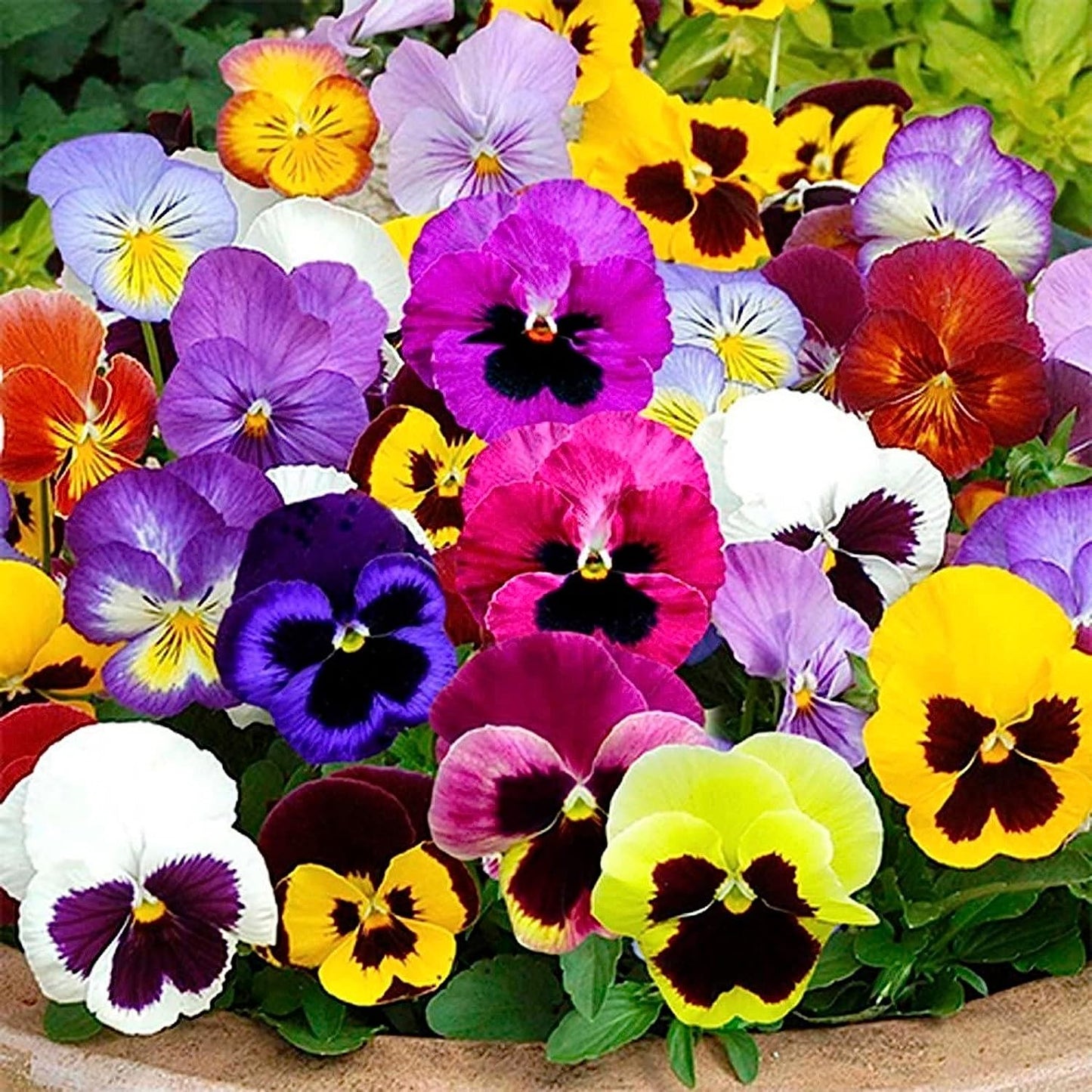 24 Different Hybrid flower Seeds Swiss Mix Perennial Flowers hookupcart