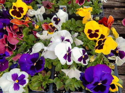 24 Different Hybrid flower Seeds Swiss Mix Perennial Flowers hookupcart