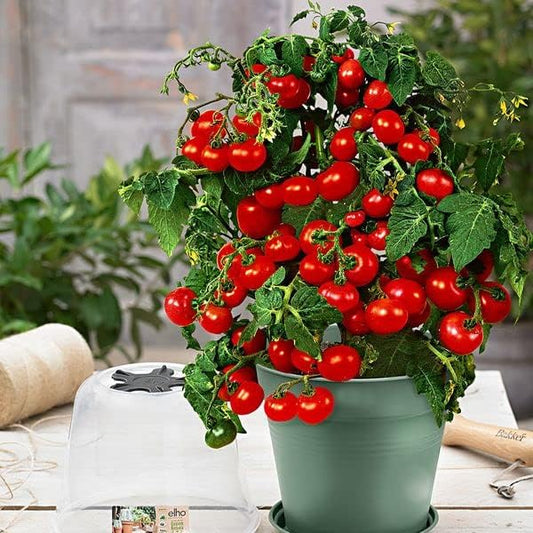 Hybrid Indoor Dwarf tomato plant Seeds hookupcart