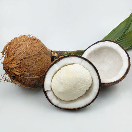 Kerala's Buy 1 Get 1 Free 50 days old Coconut sprout hookupcart
