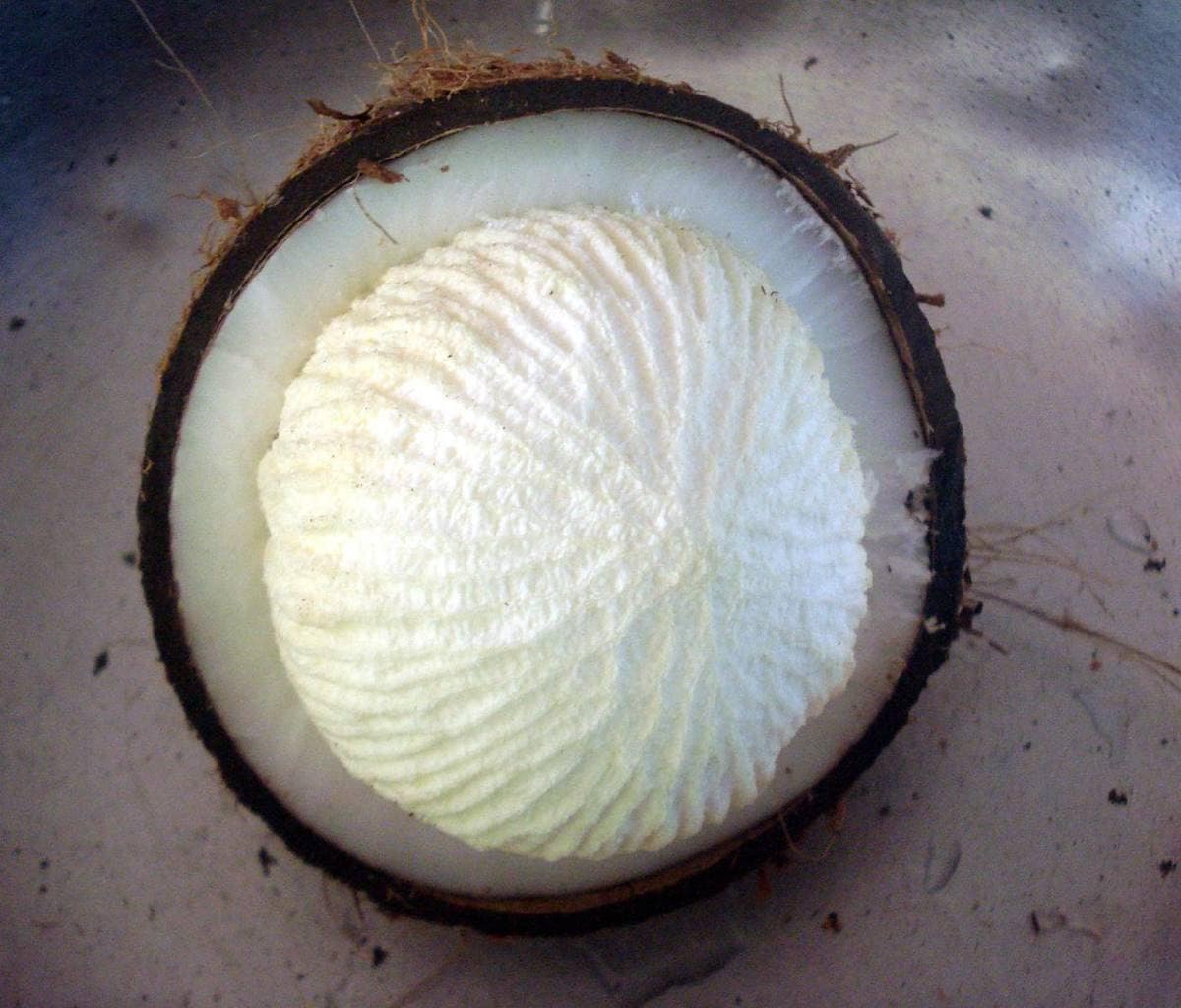 Kerala's Buy 1 Get 1 Free 50 days old Coconut sprout hookupcart