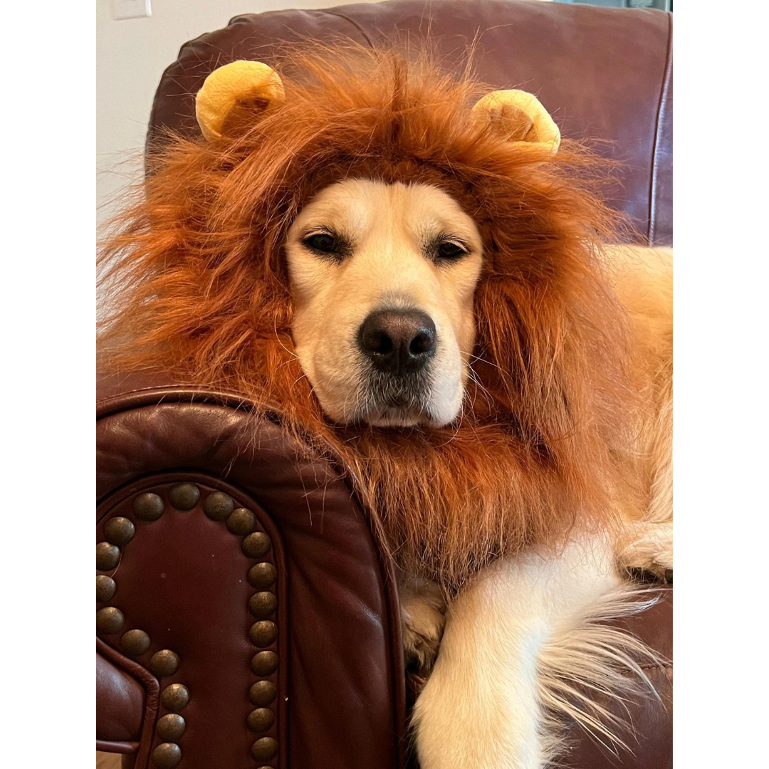 Universal Cute Dog Lion Mane | Realistic Lion Wig For Medium to Large Dogs With Ear