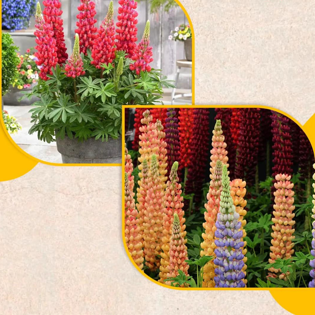 Vibrant Lupine Mixed Color Flower Seeds