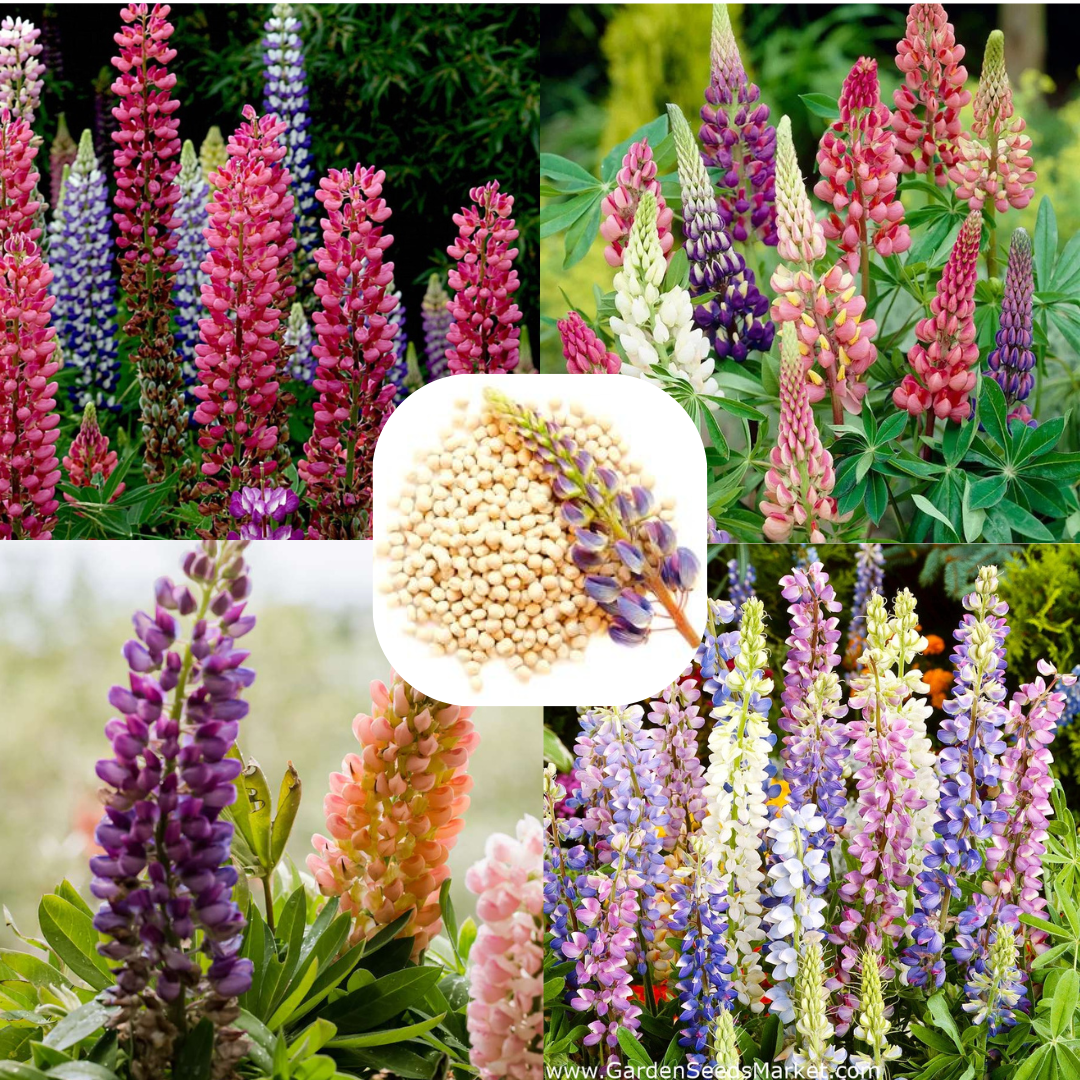 Vibrant Lupine Mixed Color Flower Seeds