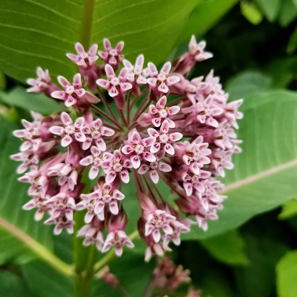 THROW AND GROW 25 Flower Seed Bombs