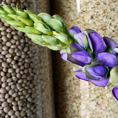 Vibrant Lupine Mixed Color Flower Seeds