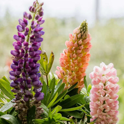 Vibrant Lupine Mixed Color Flower Seeds