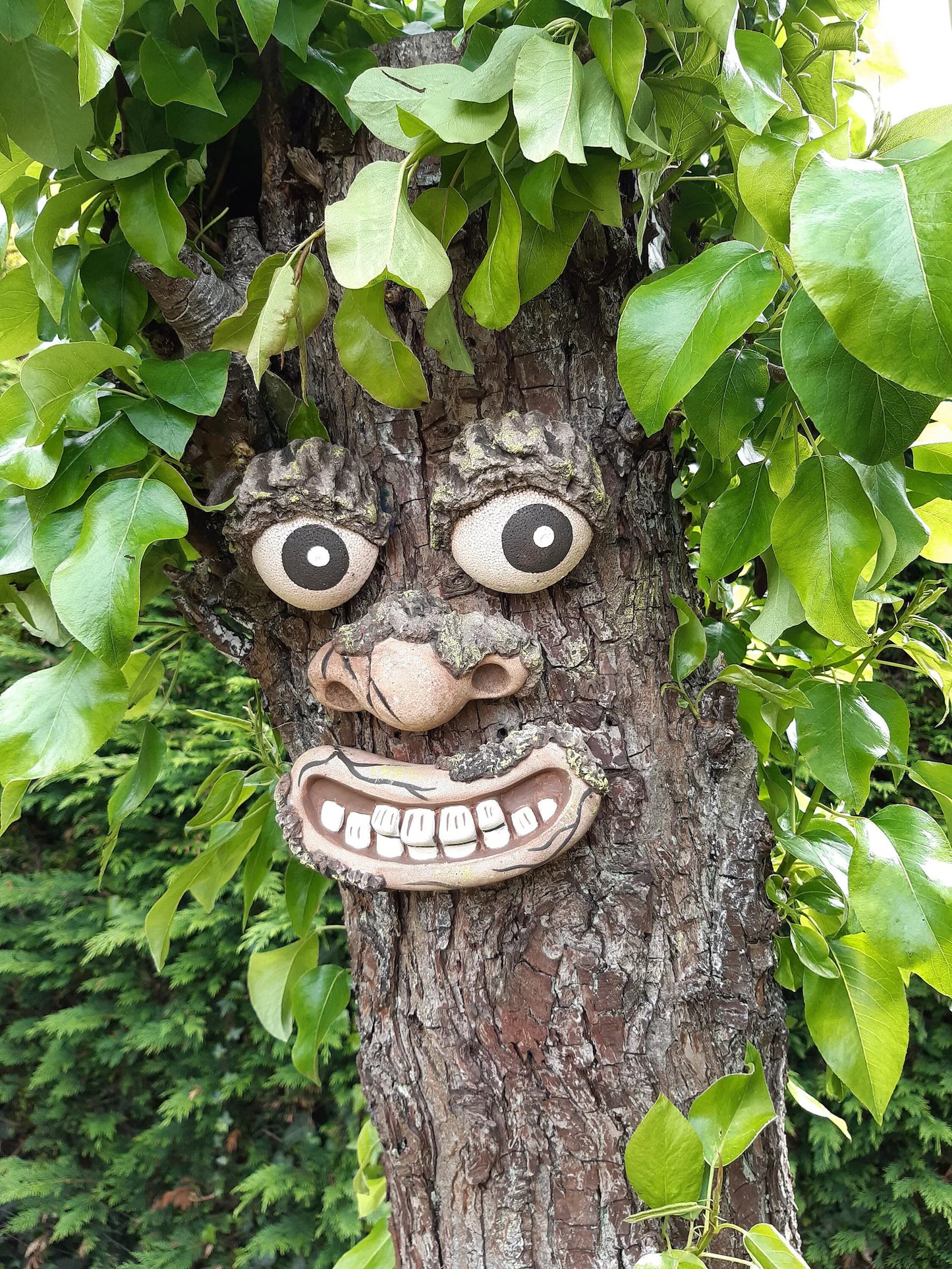 Funny Old Man Tree Face: A Timeless Garden Companion