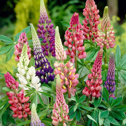 Vibrant Lupine Mixed Color Flower Seeds