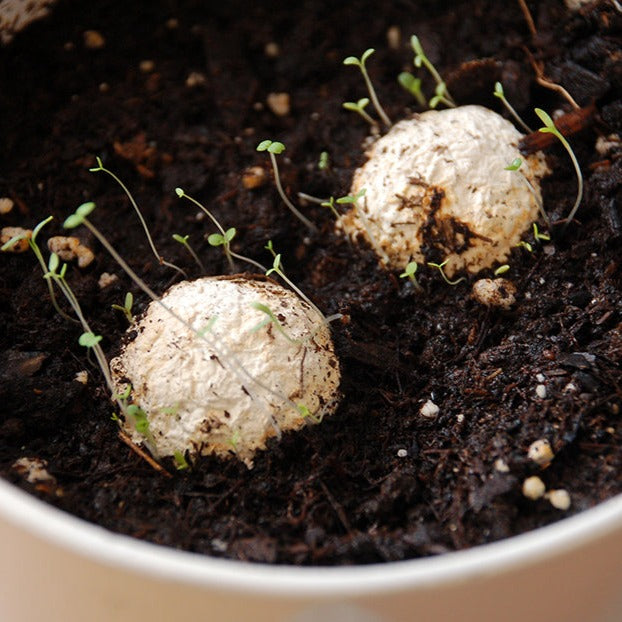 THROW AND GROW 25 Flower Seed Bombs